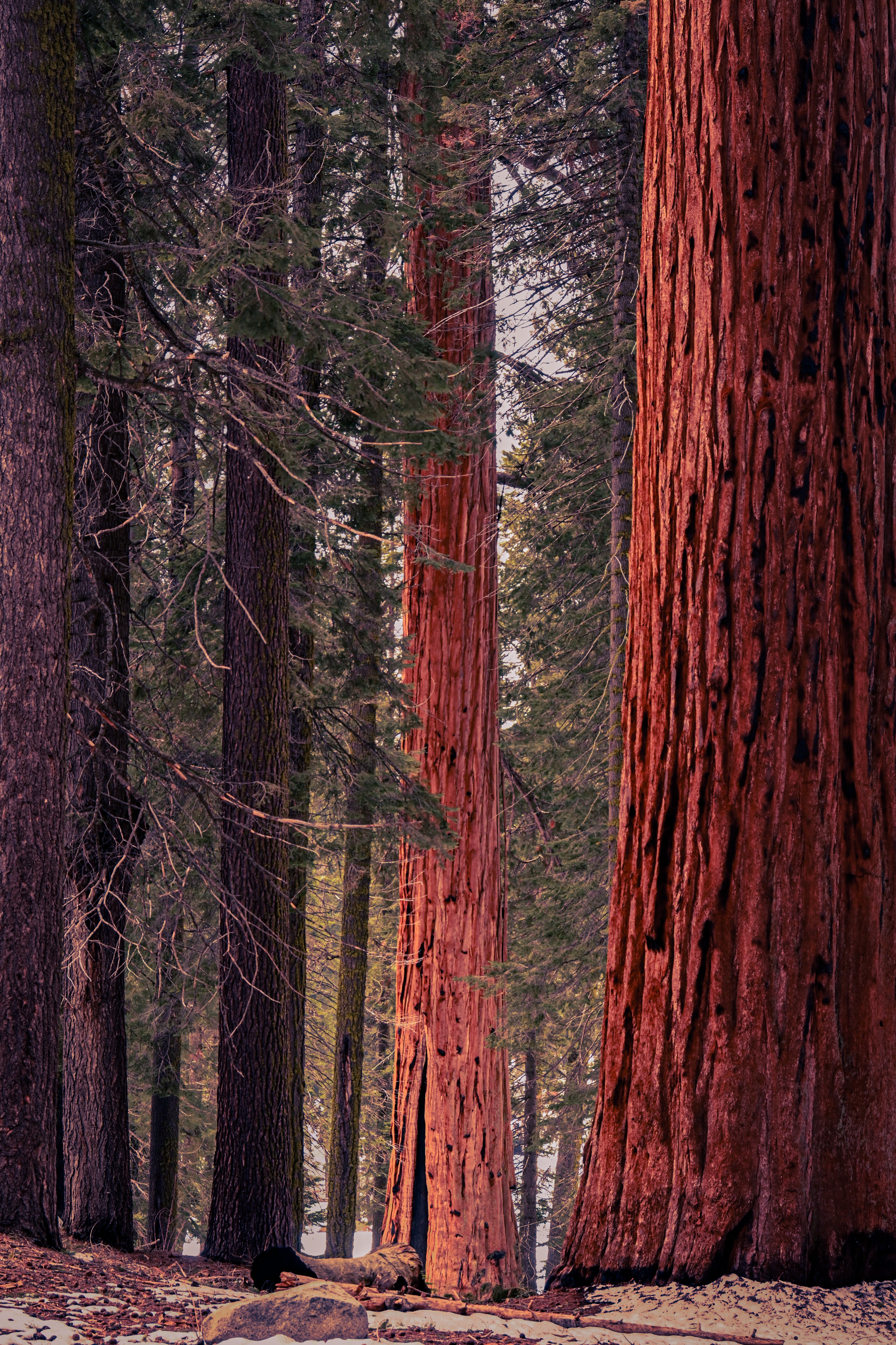 Silent Sequoia Forest