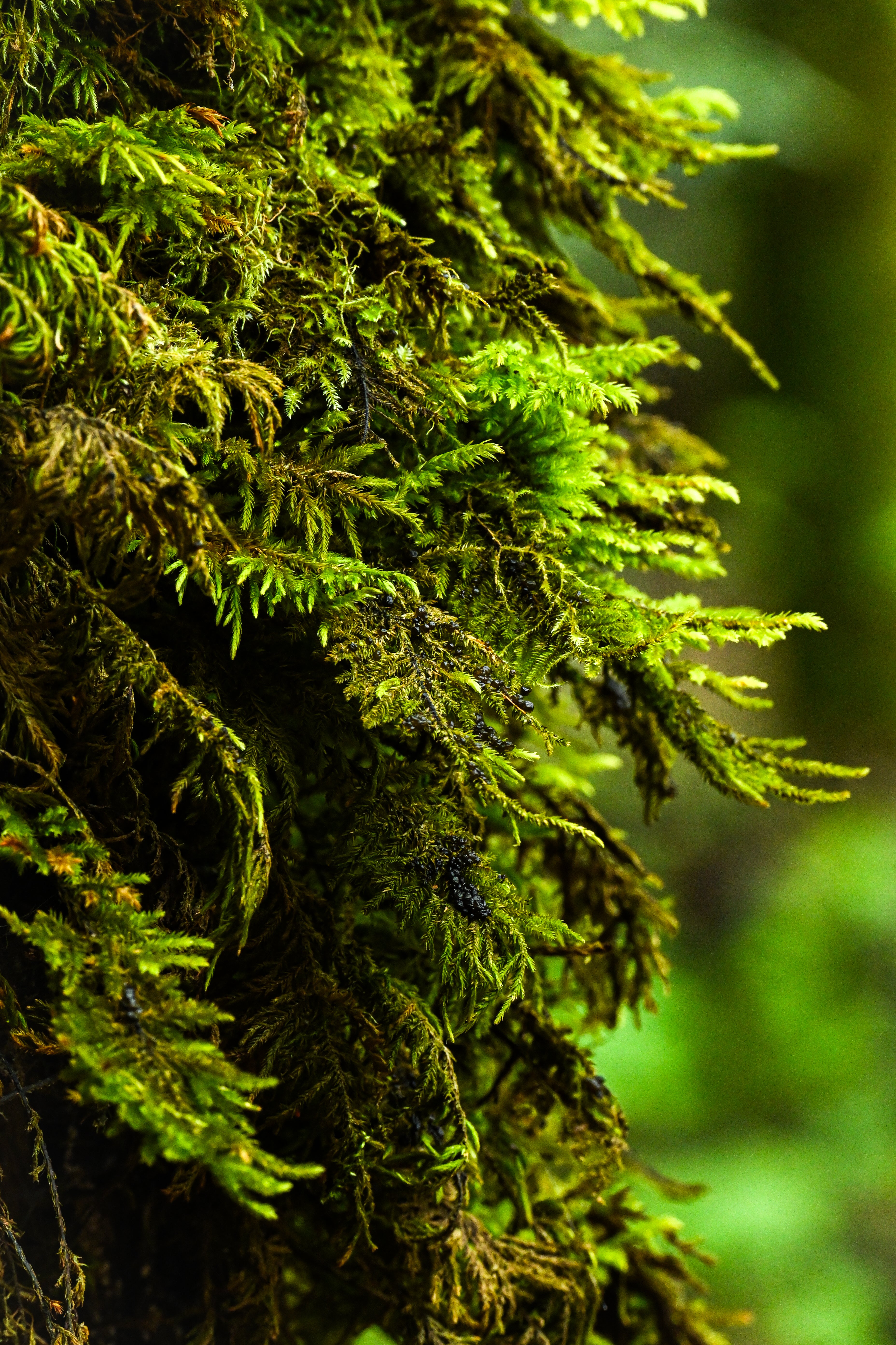 Sweeping Ferns